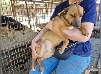 ♥PETER♥ süßer, so lieber Rüde,der neu im Tierheim gelandet ist und nicht weiß,wie ihm geschieht 46cm
