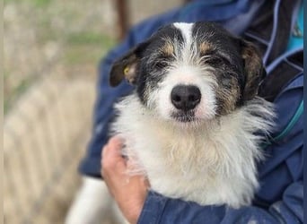 ♥FLORENCE♥ ab 9. Mai auf Pflegestelle bei Köln - bezaubernde, anfangs noch vorsichtige Hündin 48cm