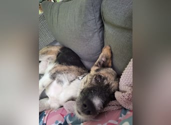 OLIVIA, Traumhündin, 2 Jahre, 50 cm, Pflegestelle 53773, Tierschutz Rumänien