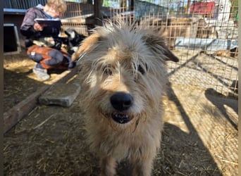 ♥PUMBA♥ hübsche, ruhige, sensible, ganz liebe Hündin mit längerem Fell 47 cm