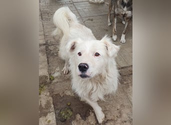 ♥SIRIUS♥ fröhlicher, sehr aufgeschlossener, lebhafter Hundebub mit wunderschönem Langhaar 41 cm