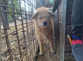 ♥LINDI♥ ruhige, sanfte, anfangs noch vorsichtige süße Hündin mit wuscheligem goldfarbenen Fell 49 cm