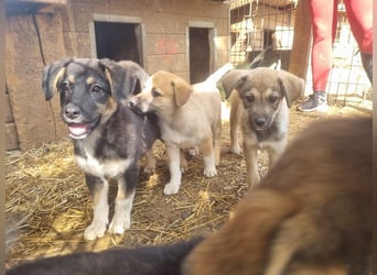 ♥ALESSIA♥ zuckersüße, ganz liebe Junghündin, die viel zu geben hat und kaum etwas erwartet 47 cm