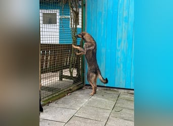 ♥FEE♥ auf Pflegestelle bei Köln - hübsche, ruhige, eher zurückhaltende, unkomplizierte Juniorin 49cm