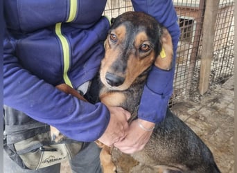 ♥GAROU♥ wunderschöner rotbraun-schwarzer, anhänglicher Rüde mit unglaublicher Lebensfreude 50 cm