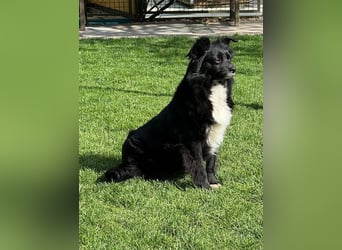 ♥ZELDA♥ auf Pflegestelle in Köln - ganz niedliche, kleine, noch etwas unsichere Hündin 41cm
