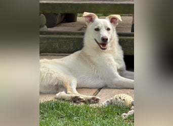 ♥BLANCO♥ auf Pflegestelle bei Köln - sportlicher, zarter, ganz lieber und sensibler Rüde 48cm