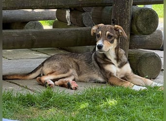 ♥HAZEL♥ auf Pflegestelle bei Köln - süße, verspielte, sanfte kleine Maus 45 cm (wachsend)