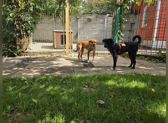 ♥PUMUCKL♥ auf Pflegestelle in Köln - zuckersüßer, kluger, sensibler, vorsichtiger Junghund 41 cm