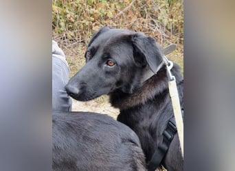 ⭐️COSTEL⭐️, lieber Charakter-Kopf, Rüde, 3,5 Jahre, 42 cm, Mischling, Tierschutz Rumänien