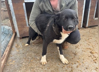 ♥MARVIN♥ zuckersüßer, ganz lieber, im Tierheim völlig verängstigter armer Schatz 48 cm