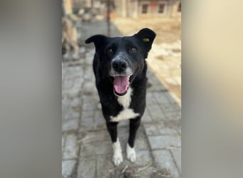 ♥ACHIM♥ absolut lieber, verschmuster Rüde, der schon 2 Jahre im Tierheim wartet 48 cm
