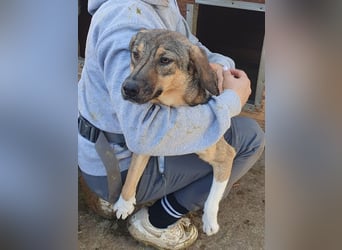 ♥STACY♥ süße, liebe, noch zurückhaltende Junghündin, die mit Liebe und Zeit aufblühen wird 45 cm