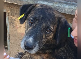 ♥RUSTY♥ unfassbar verschmuster und kuschelbedürftiger, wunderschöner, gestromter Rüde 49 cm