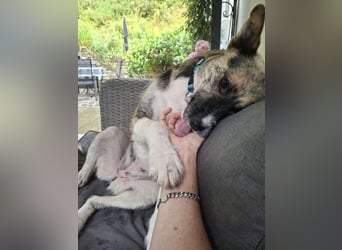 OLIVIA, Traumhündin, 2 Jahre, 50 cm, Pflegestelle 53773, Tierschutz Rumänien