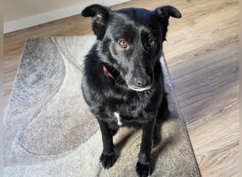 ♥KINDRA♥ neu auf Pflegestelle bei Köln - süße, verschmuste und unkomplizierte Hündin 50 cm