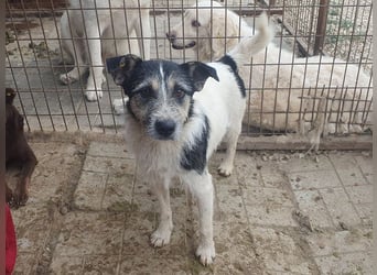 ♥FRIDO♥ süßer, hübscher, neugieriger Hundejunge mit terrierähnlichem Aussehen 49 cm