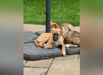 ♥HAGRID♥ neu auf Pflegestelle bei Köln - wunderschöner, verspielter Welpe 45 cm (wachsend)