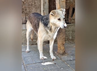 ♥JELKA♥ zuckersüße, sensible, noch unsichere Hündin 46 cm