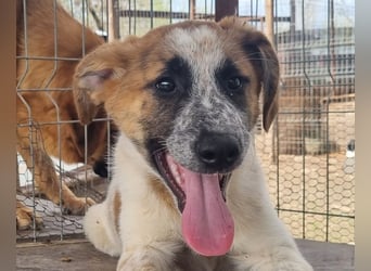 ♥MIRCO♥ wunderschöner tricolor-farbener, aufgeschlossener, verspielter Jungrüde - wird mittelgroß