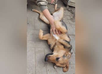 ♥MALAIKA♥ wunderschöne, fröhliche, aktive Hündin mit ganz viel Charme 50 cm