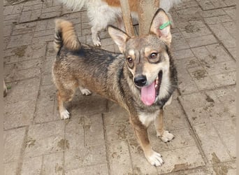 ♥NASIRA♥ fröhliche, verschmuste und aufgeschlossene Hundedame 50 cm