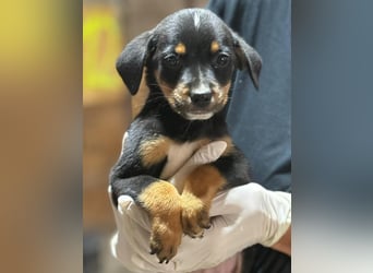 ⭐️Mokka ⭐️, sanfter Welpe, Rüde, 3 Monate, 20 cm (im Wachstum), Mischling, Tierschutz Rumänien