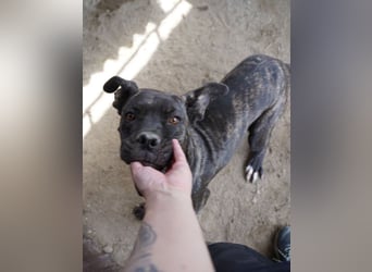 ⭐️ALBA⭐️, Knutschkugel, Cane-Corso-Mix, 49 cm, 1 Jahr, Tierschutz Rumänien