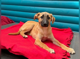 ♥HAGRID♥ neu auf Pflegestelle bei Köln - wunderschöner, verspielter Welpe 45 cm (wachsend)