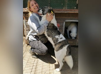 ♥SALLY♥ bildhübsche, ausgesprochene temperamentvolle und ganz menschenbezogene Hündin 46 cm