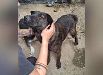 ⭐️ZANA⭐️, Knutschkugel, Hündin, 8,5 Jahre, 45 cm, Mischling, Tierschutz Rumänien