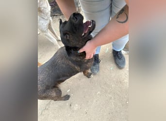 ⭐️ZANA⭐️, Knutschkugel, Hündin, 8,5 Jahre, 45 cm, Mischling, Tierschutz Rumänien