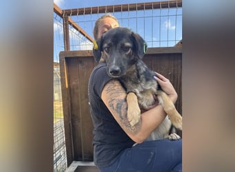 ♥JACKOMO♥ zarte, junge, schmale, stille Seele, die sichtbar im Tierheim sehr leidet 50 cm