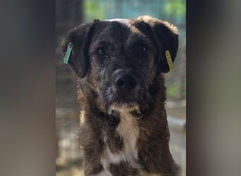 ♥FREDDIE♥ wunderschöner, fröhlicher, ganz aufgeschlossener Junior 41 cm