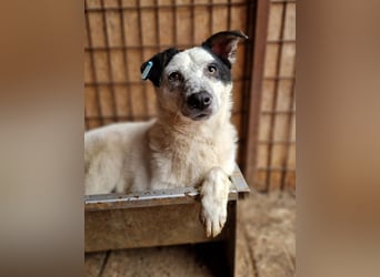 ♥KOBOLD♥ hübscher, sehr lieber Rüde 45 cm - wer schenkt ihm ein Zuhause?