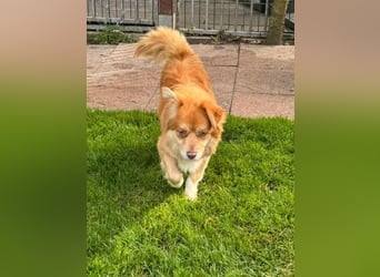 ♥BENNY♥ auf Pflegestelle bei Köln - süßer, ganz menschenbezogener Rüde 42cm