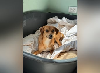 ♥PUMUCKL♥ auf Pflegestelle in Köln - zuckersüßer, kluger, sensibler, vorsichtiger Junghund 41 cm