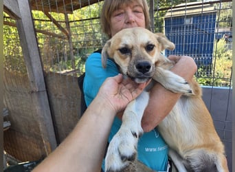 ♥CORA♥ elegante, ruhige, feinsinnige Hündin, die in sich ruht 45 cm