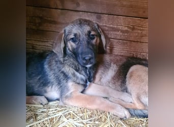 ♥MARIOLA♥ zuckersüße, liebe, noch etwas unsichere Hündin 46 cm