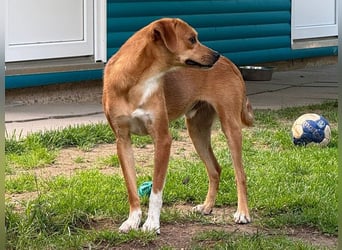 ♥PUMUCKL♥ auf Pflegestelle in Köln - zuckersüßer, kluger, sensibler, vorsichtiger Junghund 41 cm