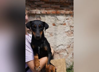 ⭐PITTI⭐, superliebe Hobbyjägerin, 1,5 Jahre, 42 cm, Mischling, Tierschutz Rumänien