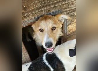 ♥SONJA♥ ab 15. Aug auf Pflegestelle bei Köln-niedliche, ganz freundliche und zutrauliche Hündin 50cm