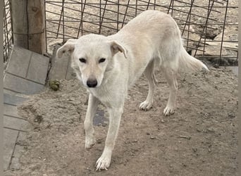 ♥ELLA♥ besonders hübsche, sanfte, noch vorsichtige Hündin 49 cm