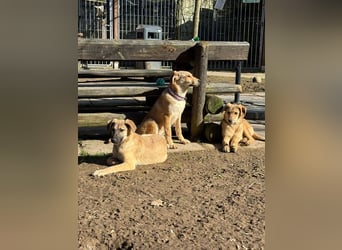 ♥DIDI♥ auf Pflegestelle bei Köln - bezaubernder, verspielter Welpenjunge 44cm - wird mittelgroß