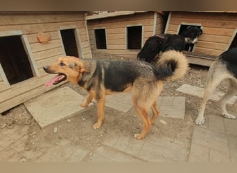 ♥MALAIKA♥ wunderschöne, fröhliche, aktive Hündin mit ganz viel Charme 50 cm