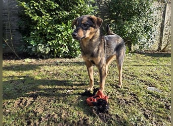 ♥FEE♥ auf Pflegestelle bei Köln - hübsche, ruhige, eher zurückhaltende, unkomplizierte Juniorin 49cm