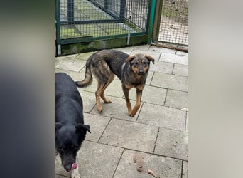 ♥FEE♥ auf Pflegestelle bei Köln - hübsche, ruhige, eher zurückhaltende, unkomplizierte Juniorin 49cm