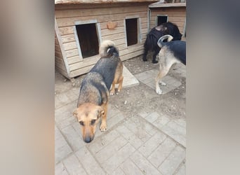 ♥MALAIKA♥ wunderschöne, fröhliche, aktive Hündin mit ganz viel Charme 50 cm