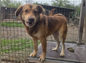 ♥CODY♥ bildhübscher, ganz verschmuster und lieber Rüde, der so die Nähe von Menschen sucht 48cm