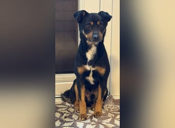 ♥OLIVER♥ auf Pflegestelle bei Köln - süßer, unkomplizierter Rüde - eine wahre Seele von Hund 42 cm
